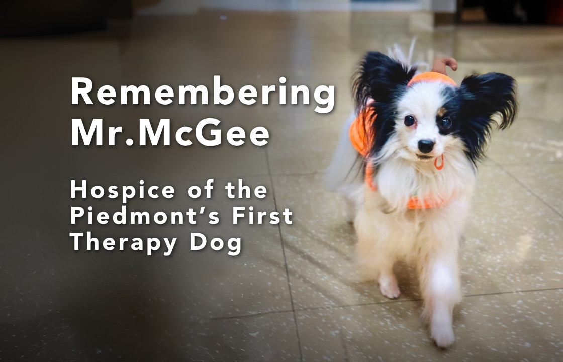 A small white and black hospice therapy dog with large expressive ears prances through a medical facility. He wears a pumpkin costume.
